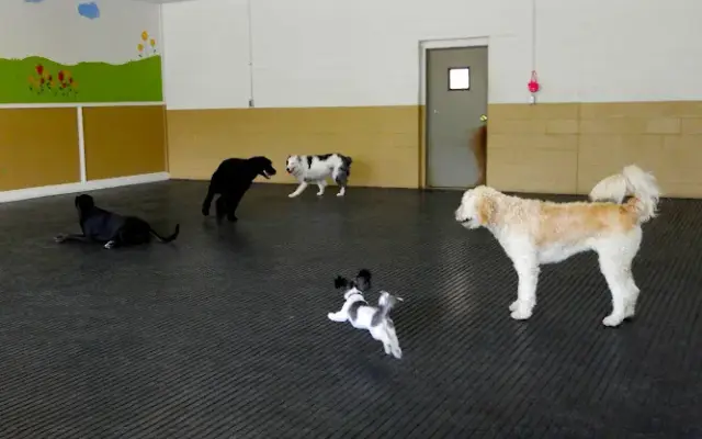 Pampered Paws Doggie Daycare in Richland, MI