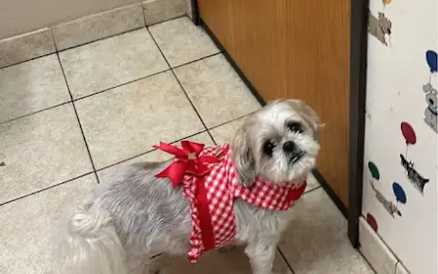 Love Freeway Animal Clinic in Dallas, TX