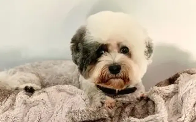 For Paws Salon in Montecito, CA