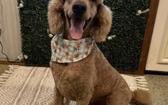 The Pup Parlor in Paoli, OK