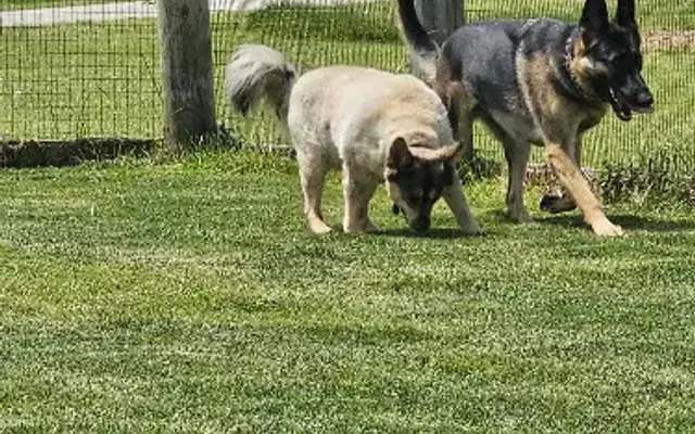 Kayla's K-9 Kuts and Kare/ Creative Threads in Jeromesville, OH