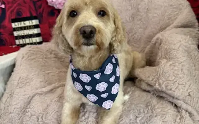 Starbarks in Boise, ID
