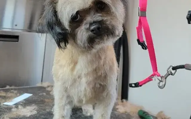Mikara Mobile Grooming in Goodyear, AZ