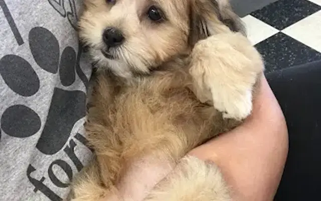 Wag on in dog grooming in Seneca, SC