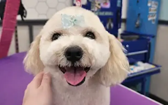 Pet Supplies Plus Kennewick Grooming in Kennewick, WA