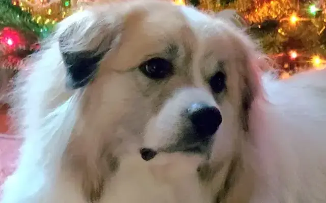Holly's Critter Care in Lowell, MI