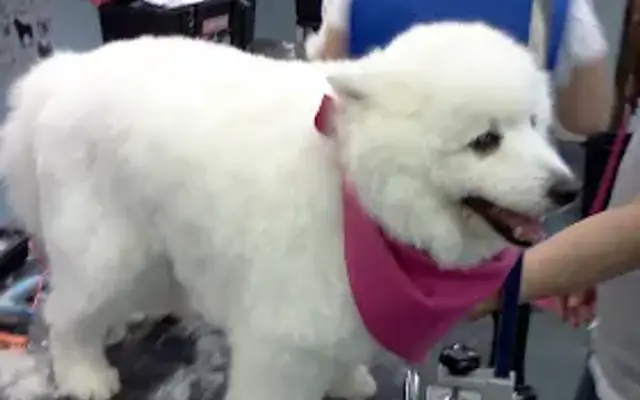 Pampered Puppies Salon in Martinsburg, WV