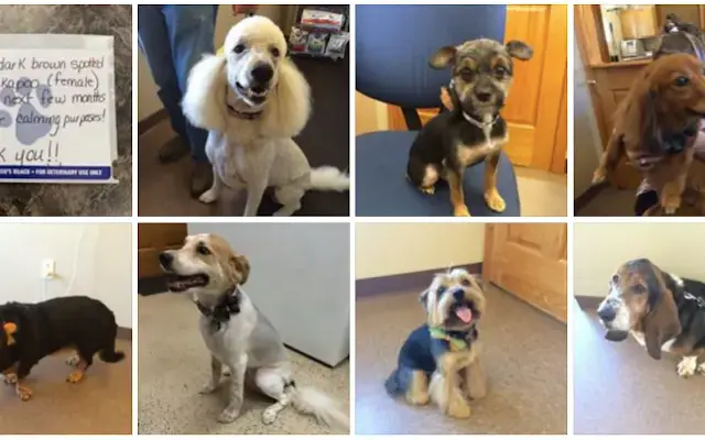 Yerkey Veterinary Services in Viola, IL