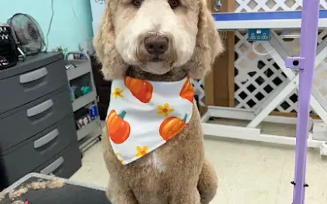 Southern Style Pet Groomers in East Palatka, FL