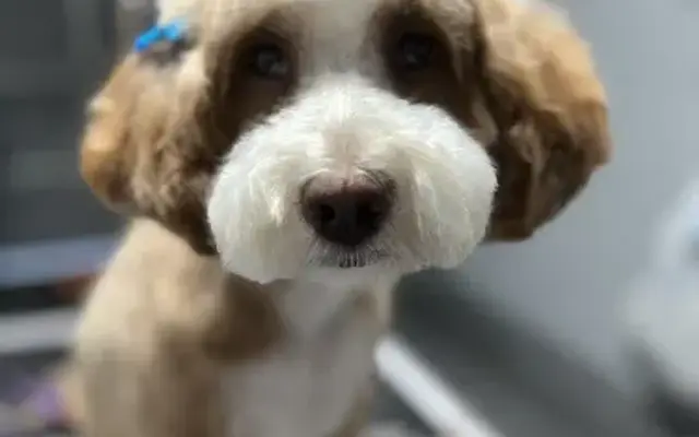 EvryPaw Dog Grooming in Highlands Ranch, CO