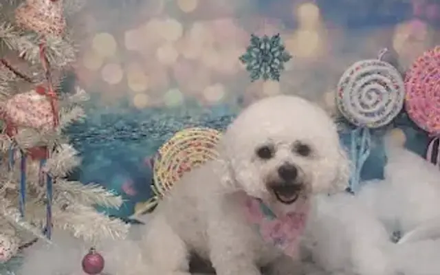 Happy Tails Grooming in Dobson, NC