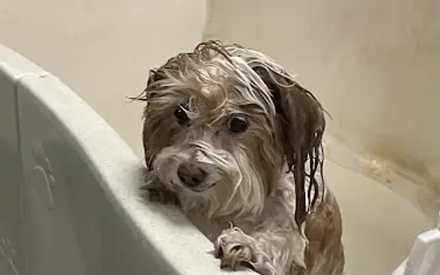 PJ Noah PetSalon - Lake Forest in Lake Forest, CA
