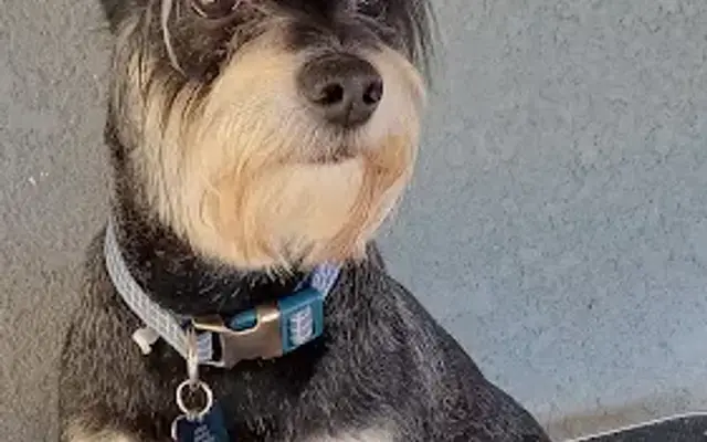Fur of Grace in Fresno, CA