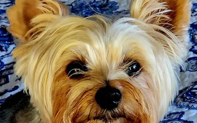 World Class Kennels in Harpersville, AL