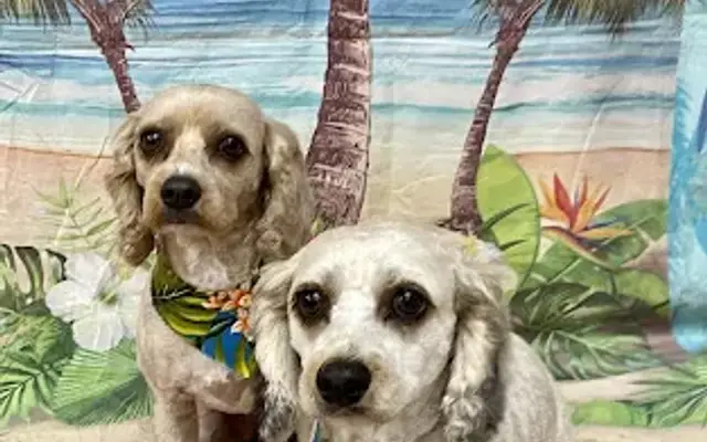 Anythings Pawsible Grooms by Jessica in Makawao, HI