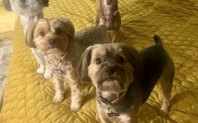 PetSmart Grooming in Sacramento, CA