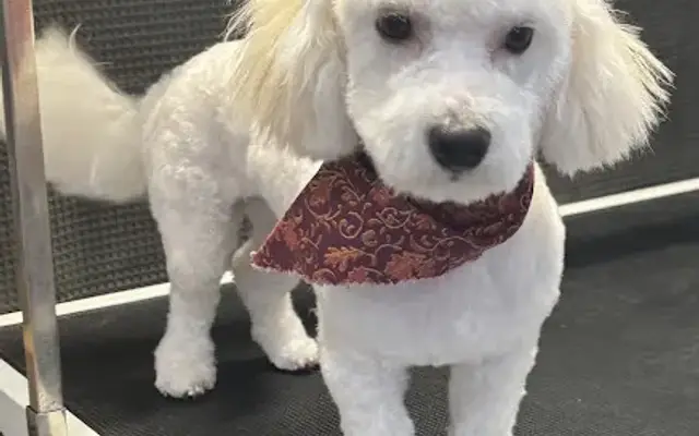 Muddy Pawz Spa in Stockdale, PA