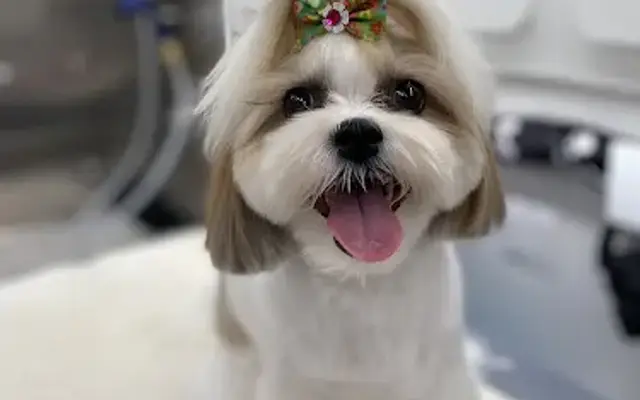 Ears, Nails & Puppy Dog Tails LLC in Ephrata, PA