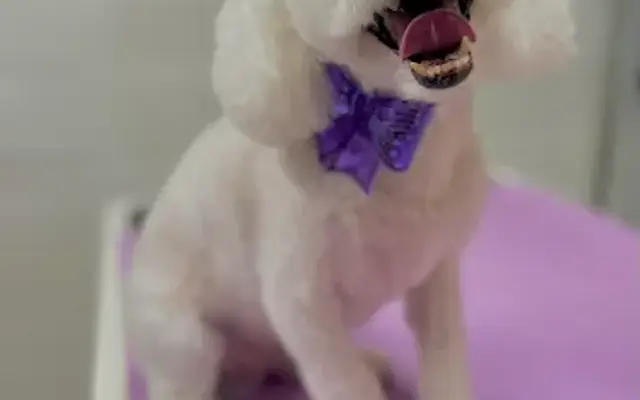 Scruffy To Fluffy Pet Grooming in Hazleton, PA