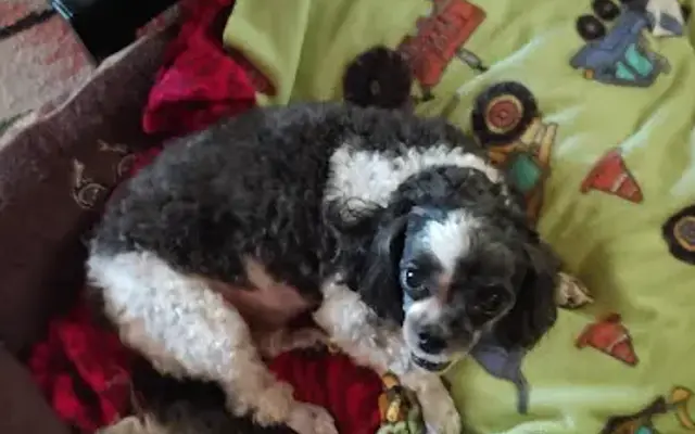Gina's Scissor Works Pet Grooming in Elizabethton, TN