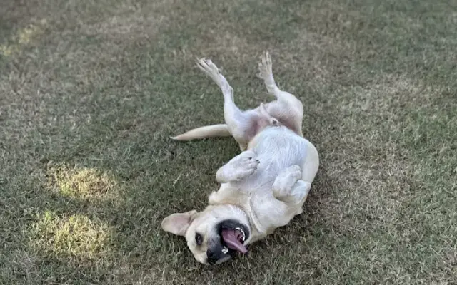 BarnDog in Luling, TX