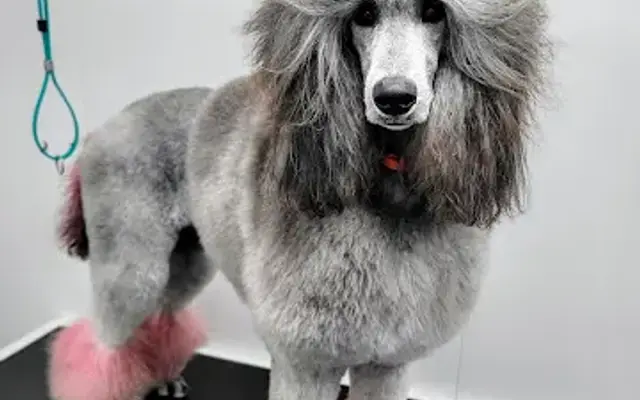 Yes4Paws LLC Professional Pet Grooming in Port Charlotte, FL
