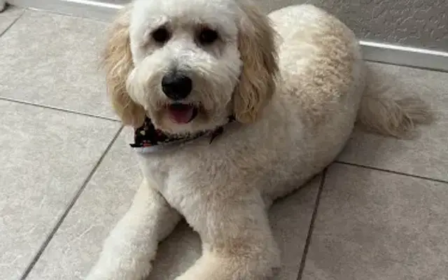 Dapper Doggies LV Mobile Pet Grooming in Las Vegas, NV