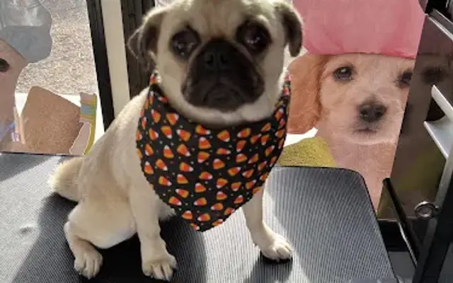 Paws and Claws Mobile Pet Spa in Riverside, CA