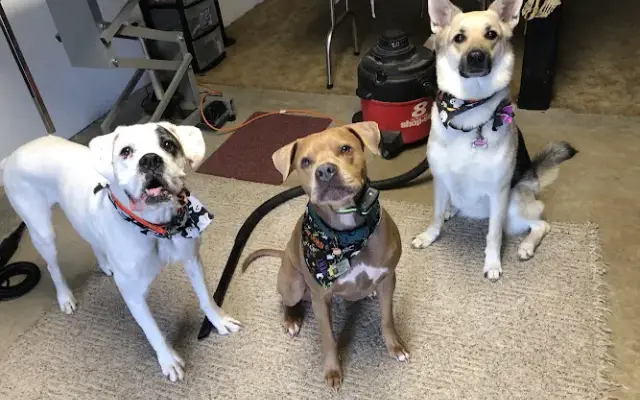 Pretty Pooches in Avilla, IN