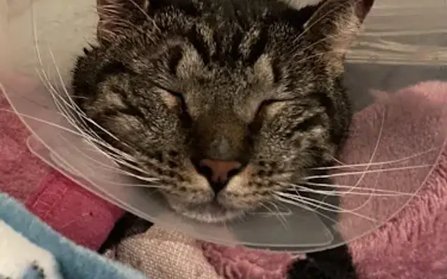 St Mina Animal Clinic in Woodhaven, NY