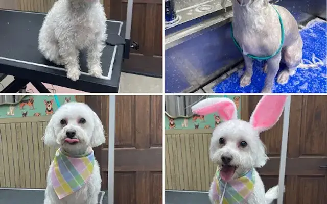 Grooming by Kirsten LLC in Mansfield, OH