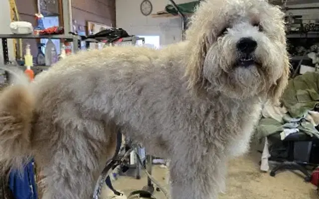 Jamie's Grooming in Clarissa, MN