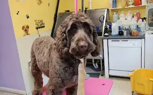 Katrina the Groomer in Franklin, NC