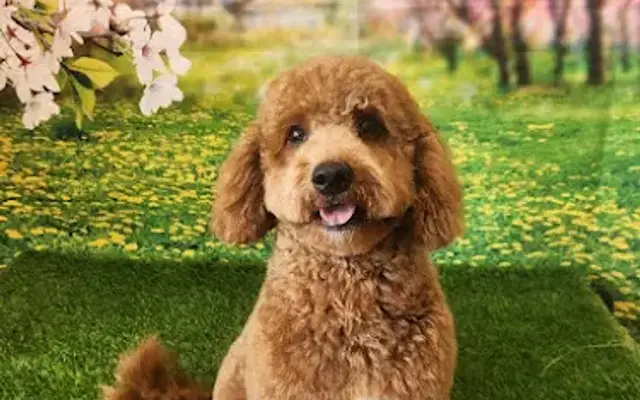 Shampooches Doggie Day Spa in Poughkeepsie, NY