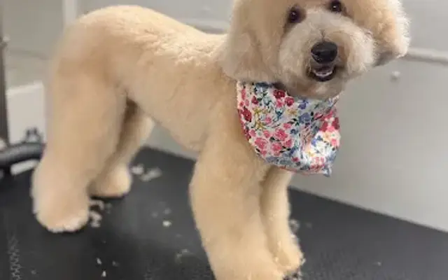 Seasun grooming spaw in Playa Del Rey, CA