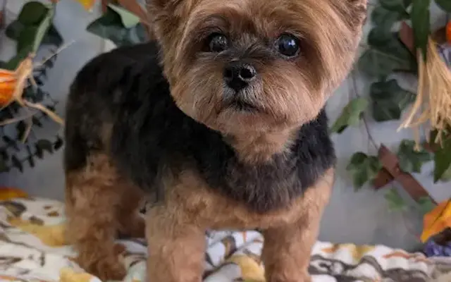 Solana's Mobile Pet Spa in Bryan, TX