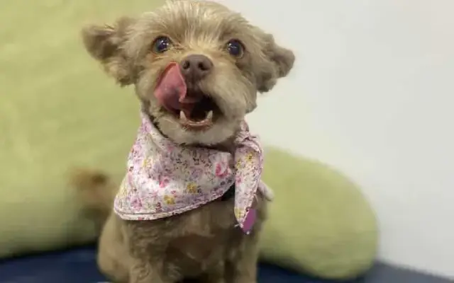 Happy Happy Pet Mobile Spa in Fontana, CA