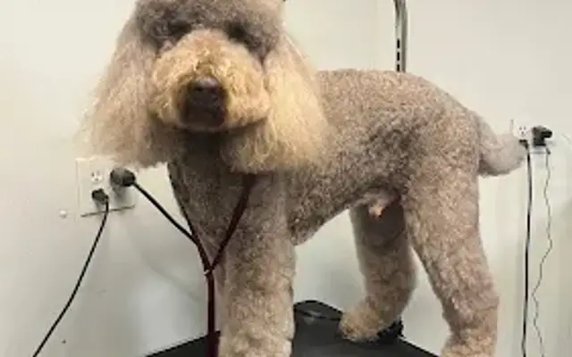 Bethany paws grooming in Bethany, OK