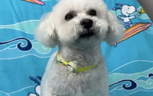 Waves Dog Grooming in Lebanon, TN
