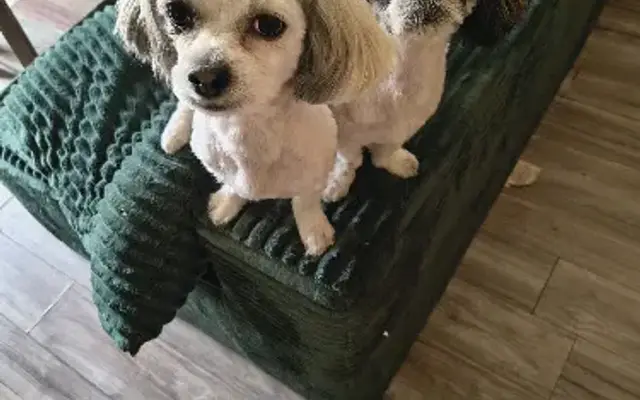 Kelly's Barks and Bubbles in Evart, MI