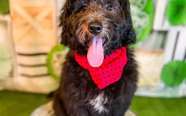 Groomer Has It by Kacey in Millwood, KY