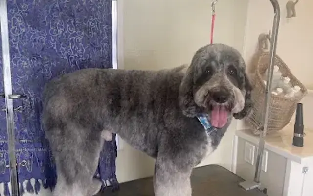 Loochy Poochy Grooming & Boarding in Homestead, FL