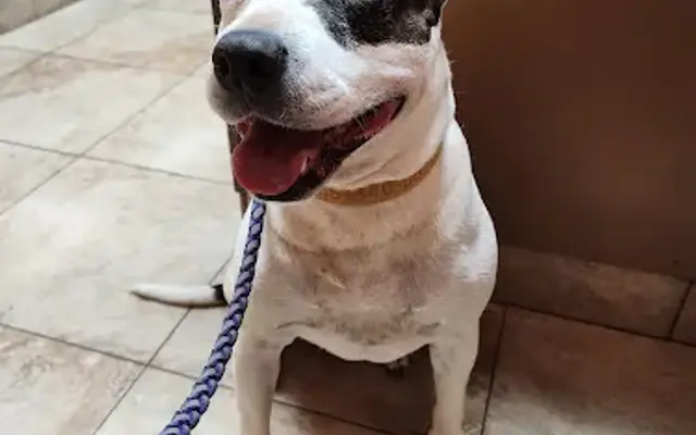 Clay-Chalkville Animal Clinic in Pinson, AL