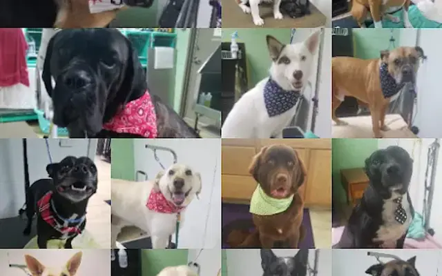 All Breed Grooming in Hubert, NC