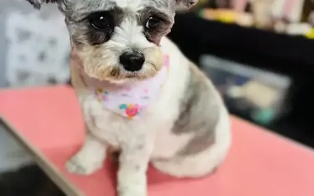 Lady Mae's Grooming in Adrian, MI