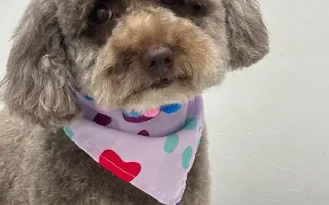 Bubbles Pet Spa Salon - Mobile in Miami, FL