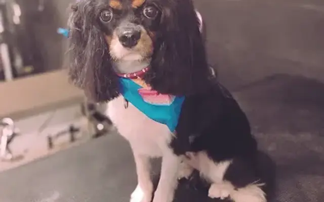 Posh Paws Grooming in Baltimore, MD