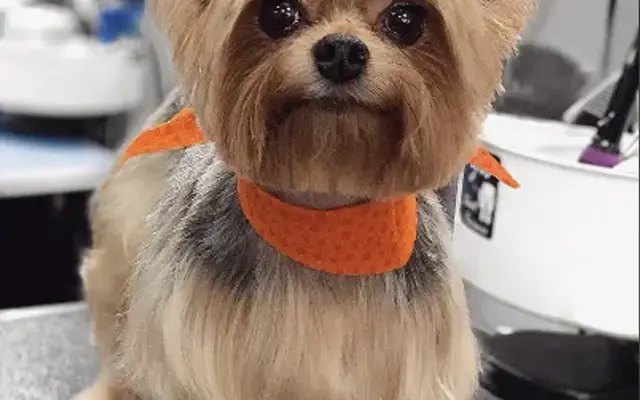 The Pampered Pet Grooming & Spa in Tracy, CA