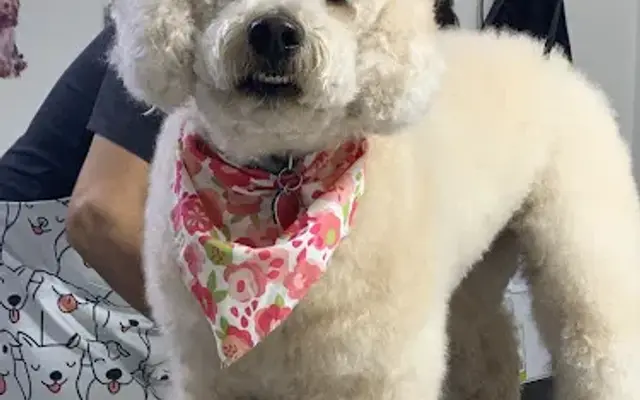 Gorddo’s Dog Grooming in Ogden, UT