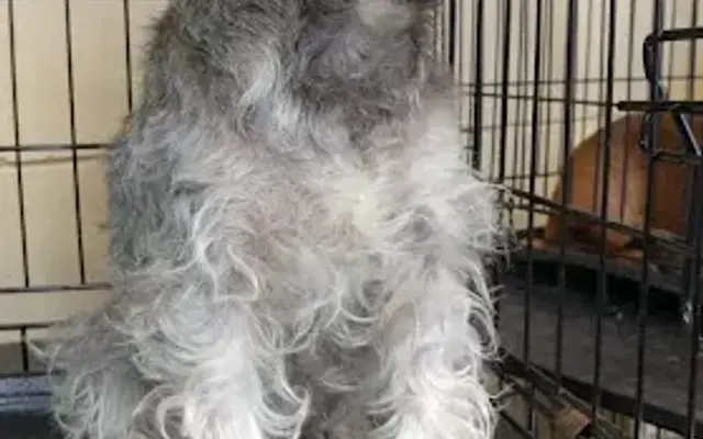 Wendys pet Grooming in Sneads, FL